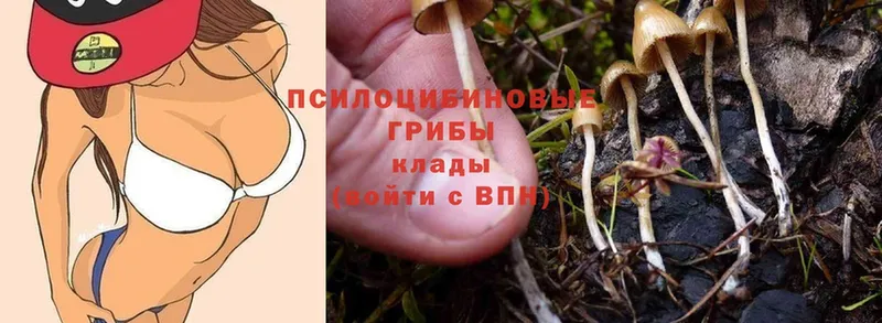 Галлюциногенные грибы Psilocybine cubensis  Севастополь 